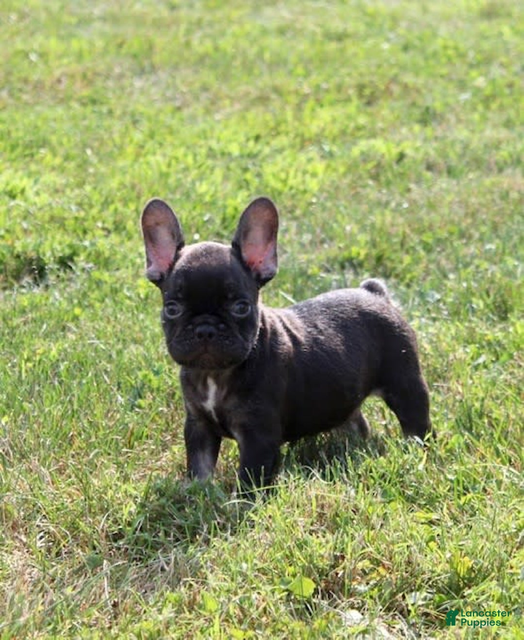 French Bulldog dogs for sale: Fenn - Image 4
