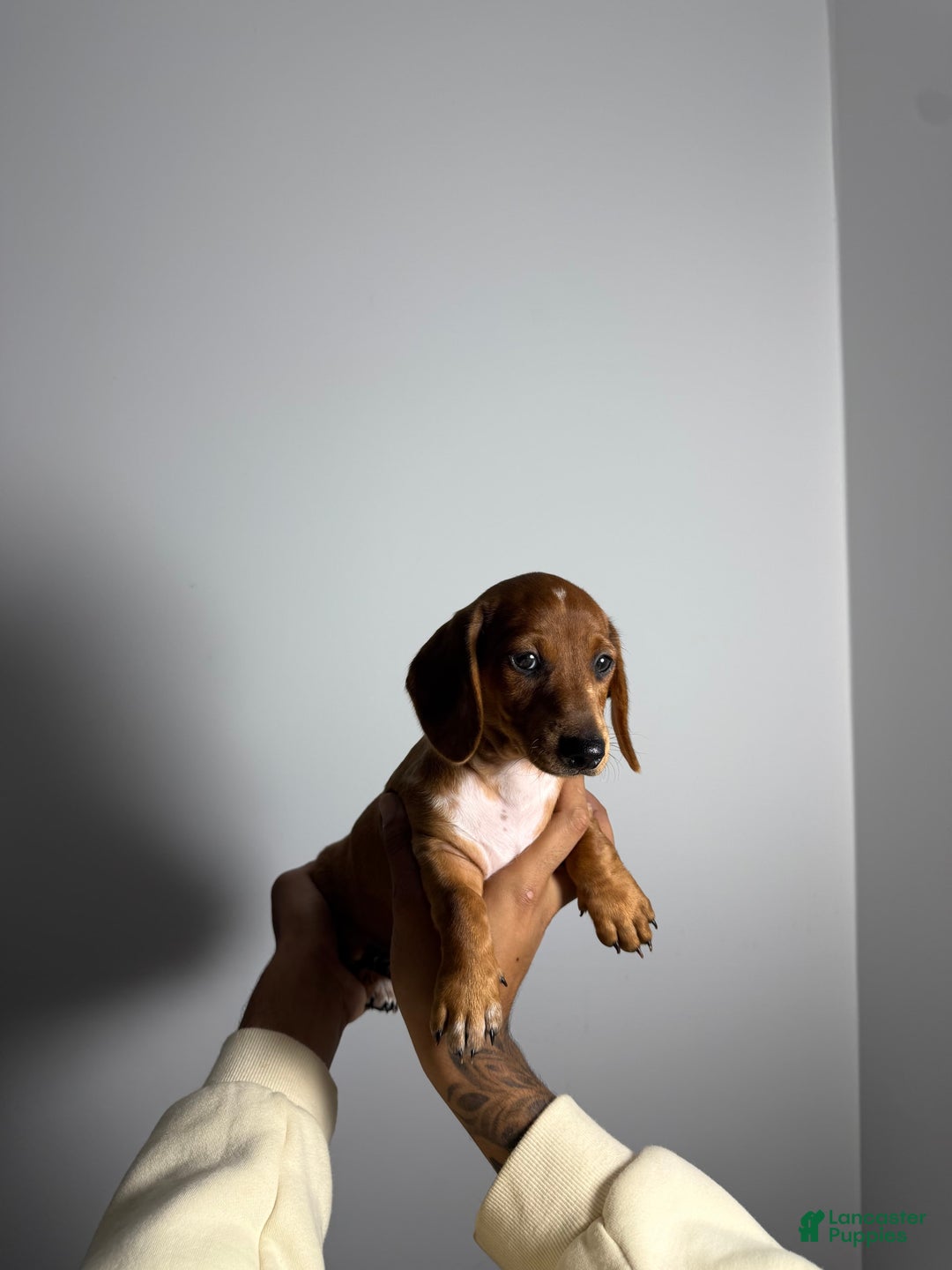Miniature Dachshund dogs for sale: Dylan - Image 1