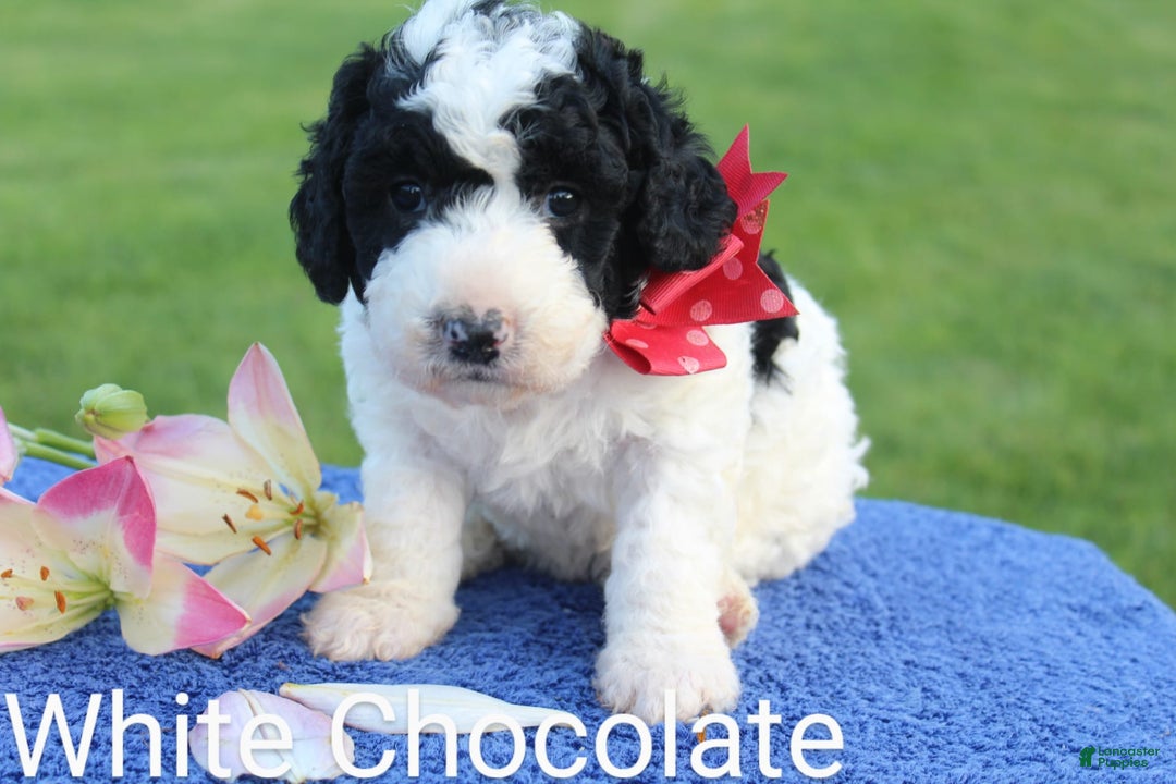 Spanish Water Dog dogs for sale: White Chocolate - Image 1