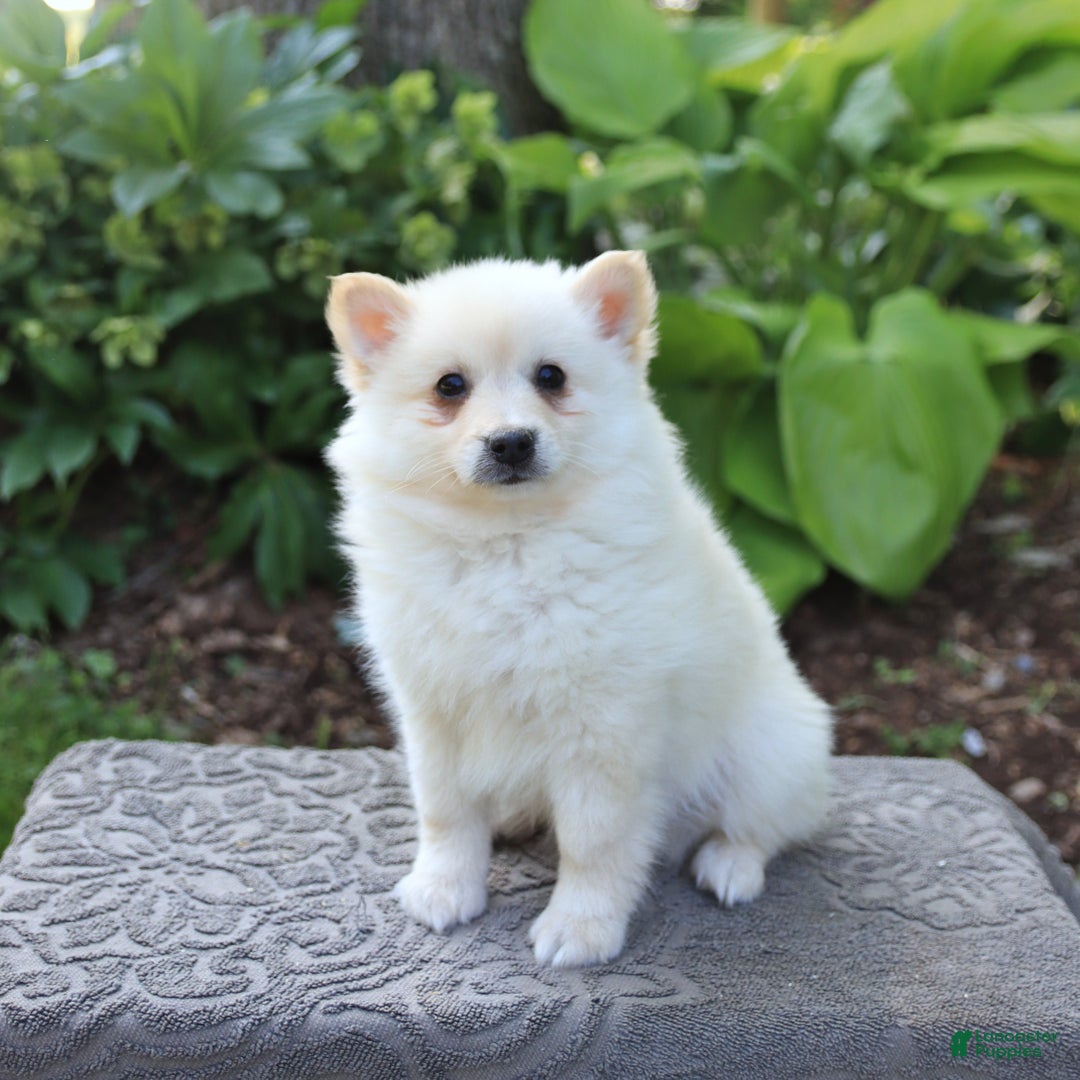 American Eskimo dogs for sale: Scout - Image 1