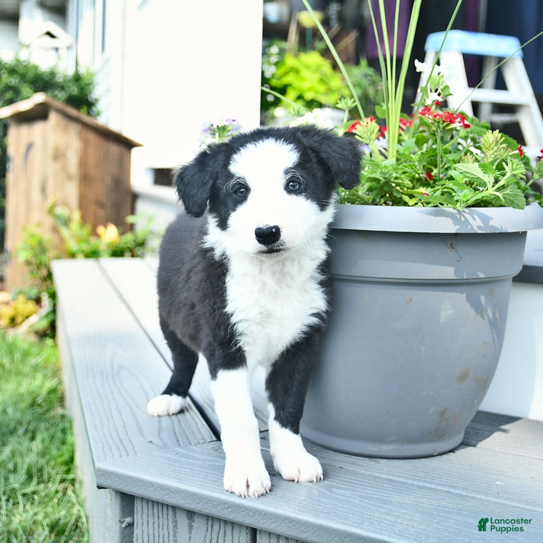 Border Collie dogs for sale: Blair - Image 3