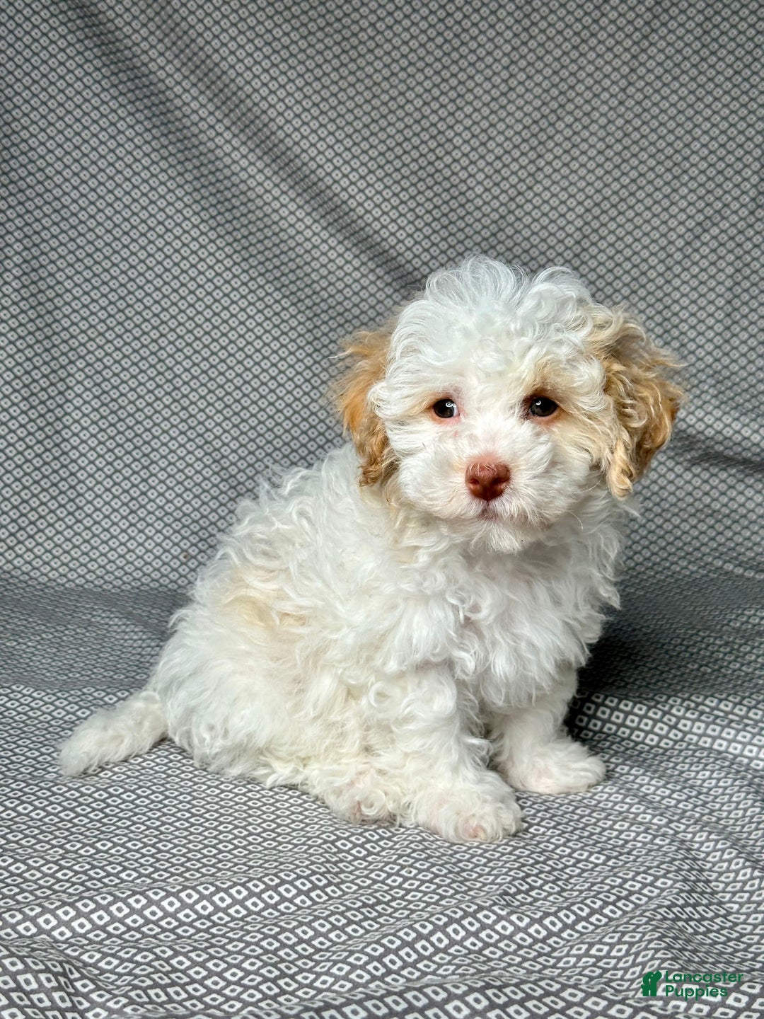 Havapoo dogs for sale: Chase - Image 1