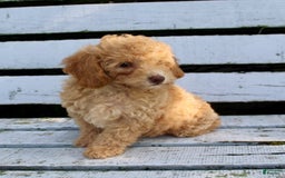 Miniature Poodle dogs for sale: Cally - Image 6