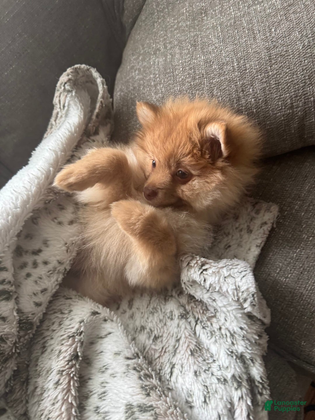 Pomeranian dogs for sale: Jake - Image 4