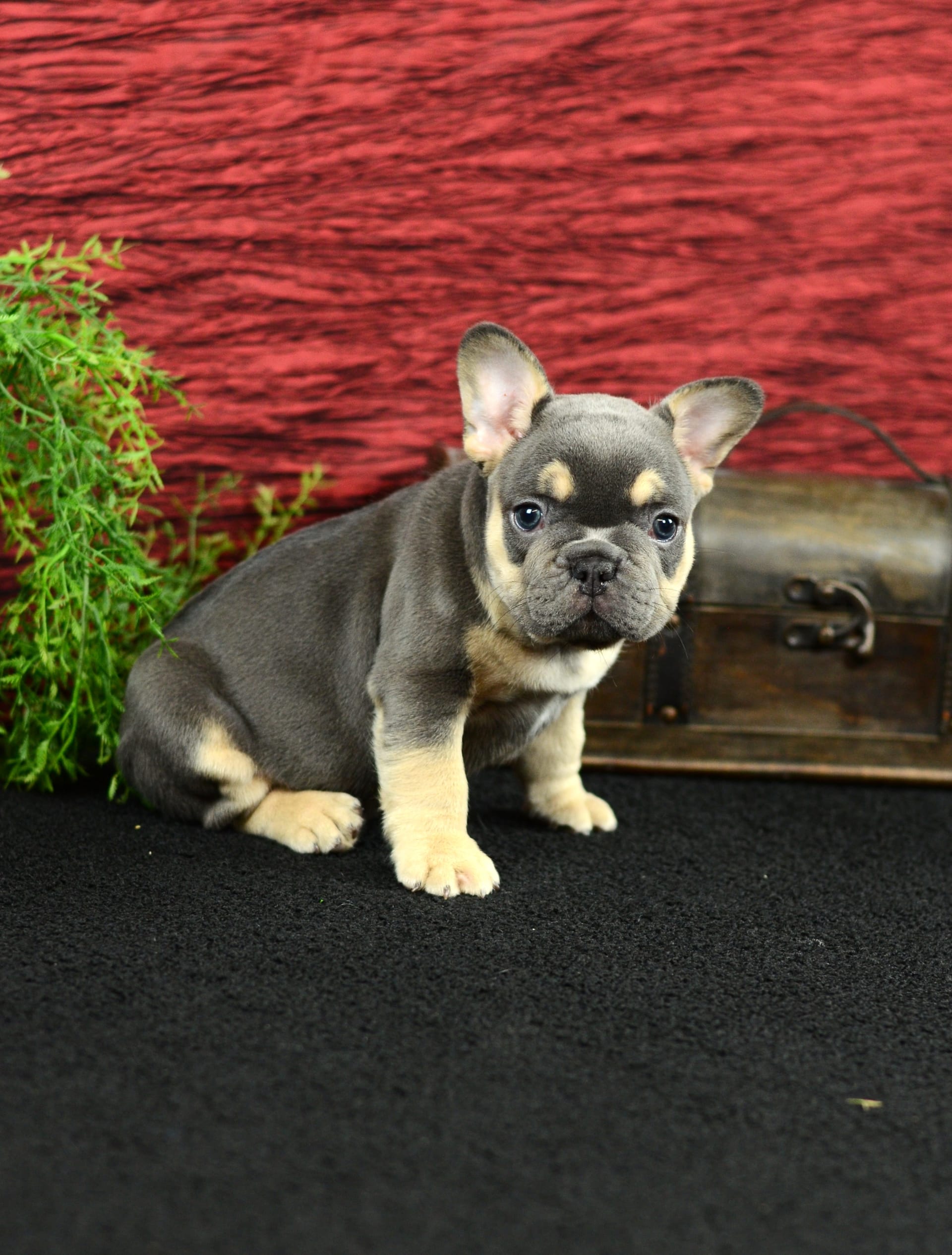 French Bulldog dogs for sale: Trooper - Image 9