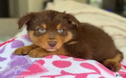 Australian Shepherd dogs for sale: Barnaby - Image 4