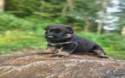 German Shepherd dogs for sale: Kai - Image 7