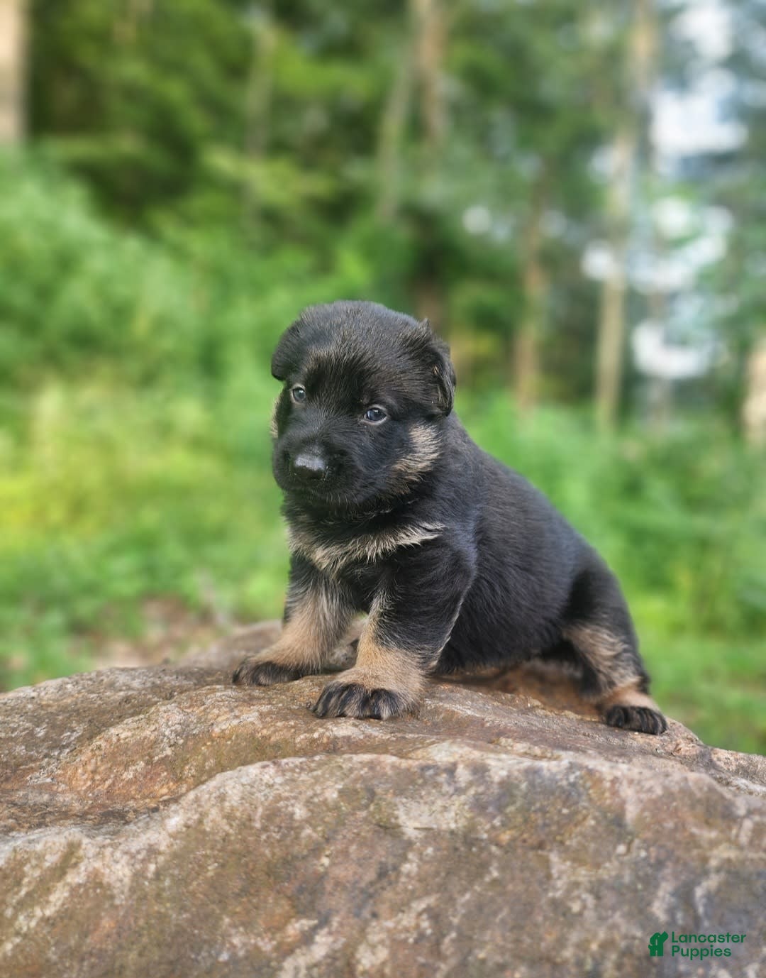 German Shepherd dogs for sale: Kai - Image 7