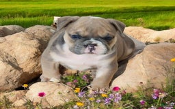 English Bulldog dogs for sale: Groucho - Image 11