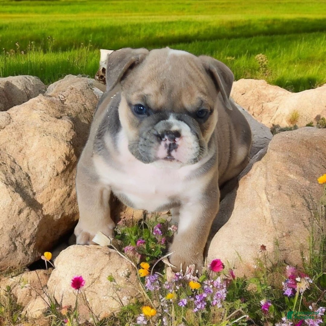 English Bulldog dogs for sale: Groucho - Image 11