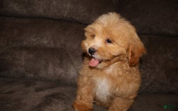 Shihpoo dogs for sale: Shih-Poo 2 puppies - Image 2
