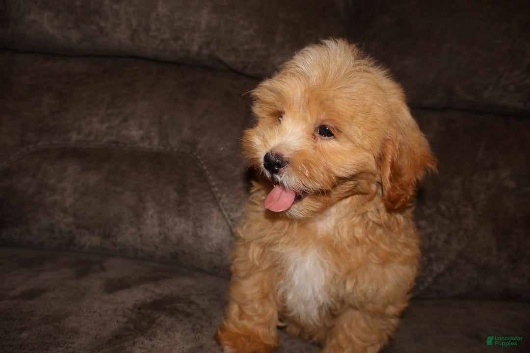 Shihpoo dogs for sale: Shih-Poo 2 puppies - Image 2
