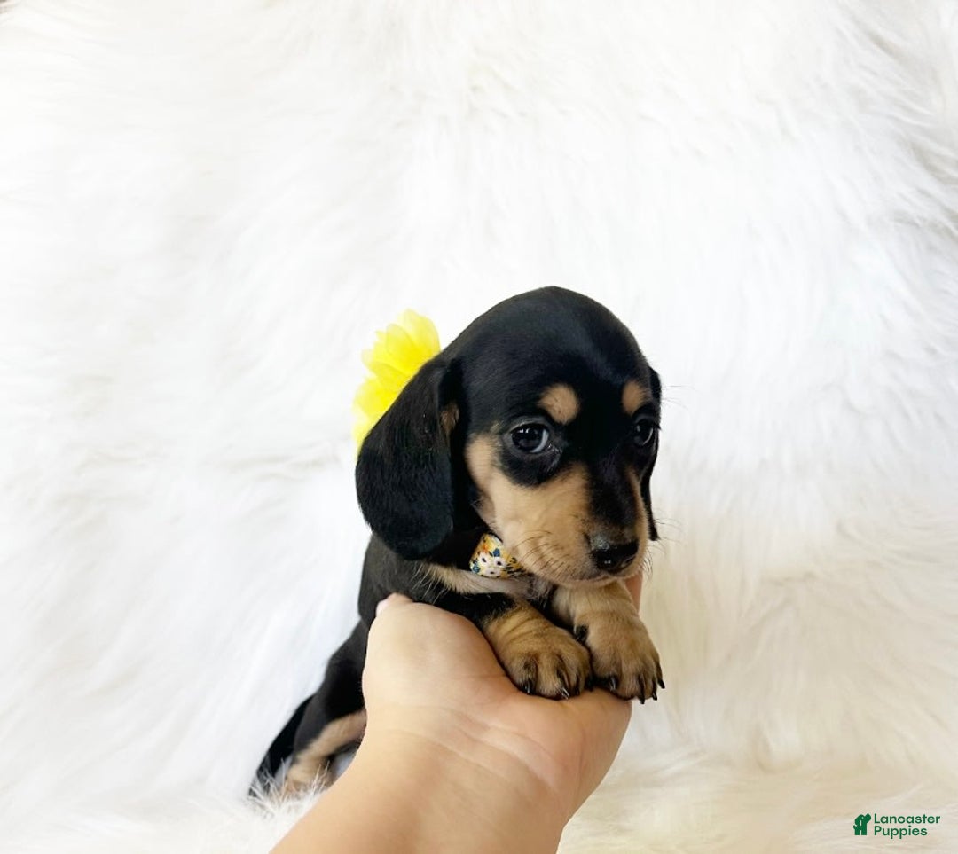 Miniature Dachshund dogs for sale: Akc Sadie - Image 6