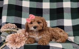 Cockapoo dogs for sale: Elsie - Image 12