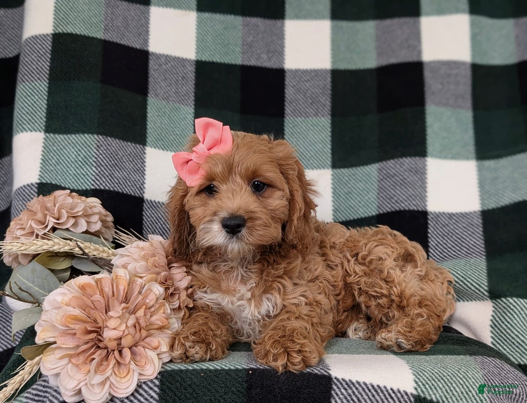 Cockapoo dogs for sale: Elsie - Image 12
