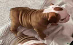 Olde English Bulldogge dogs for sale: Dot - Image 4