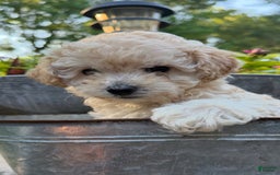 Toy Poodle dogs for sale: Khloe - Image 2