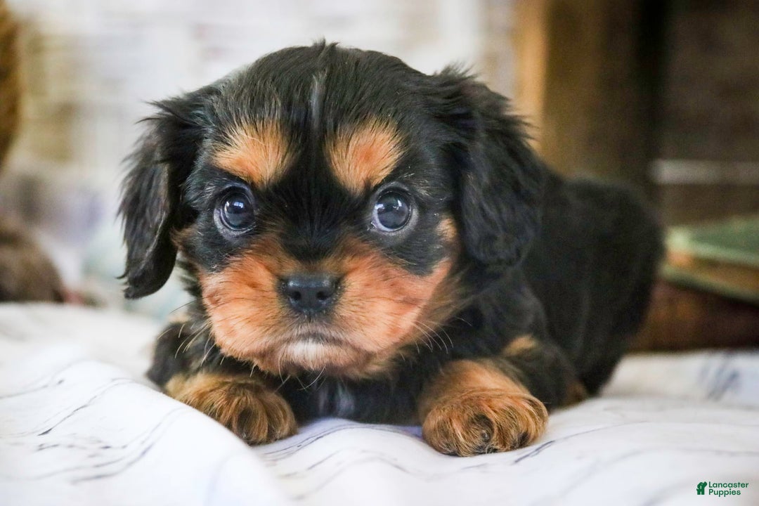 Cavalier King Charles Spaniel dogs for sale: Pluto - Image 32