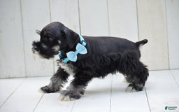 Miniature Schnauzer dogs for sale: Terrance - Image 4