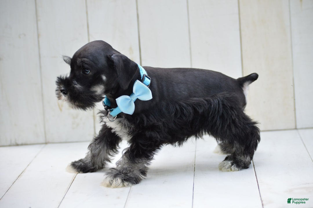 Miniature Schnauzer dogs for sale: Terrance - Image 4