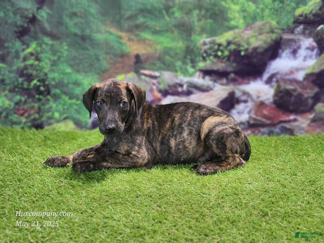 Catahoula Leopard Dog dogs for sale: Jesse 2025 Male 1 - Image 4