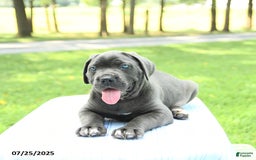 Cane Corso dogs for sale: Savannah - Image 1