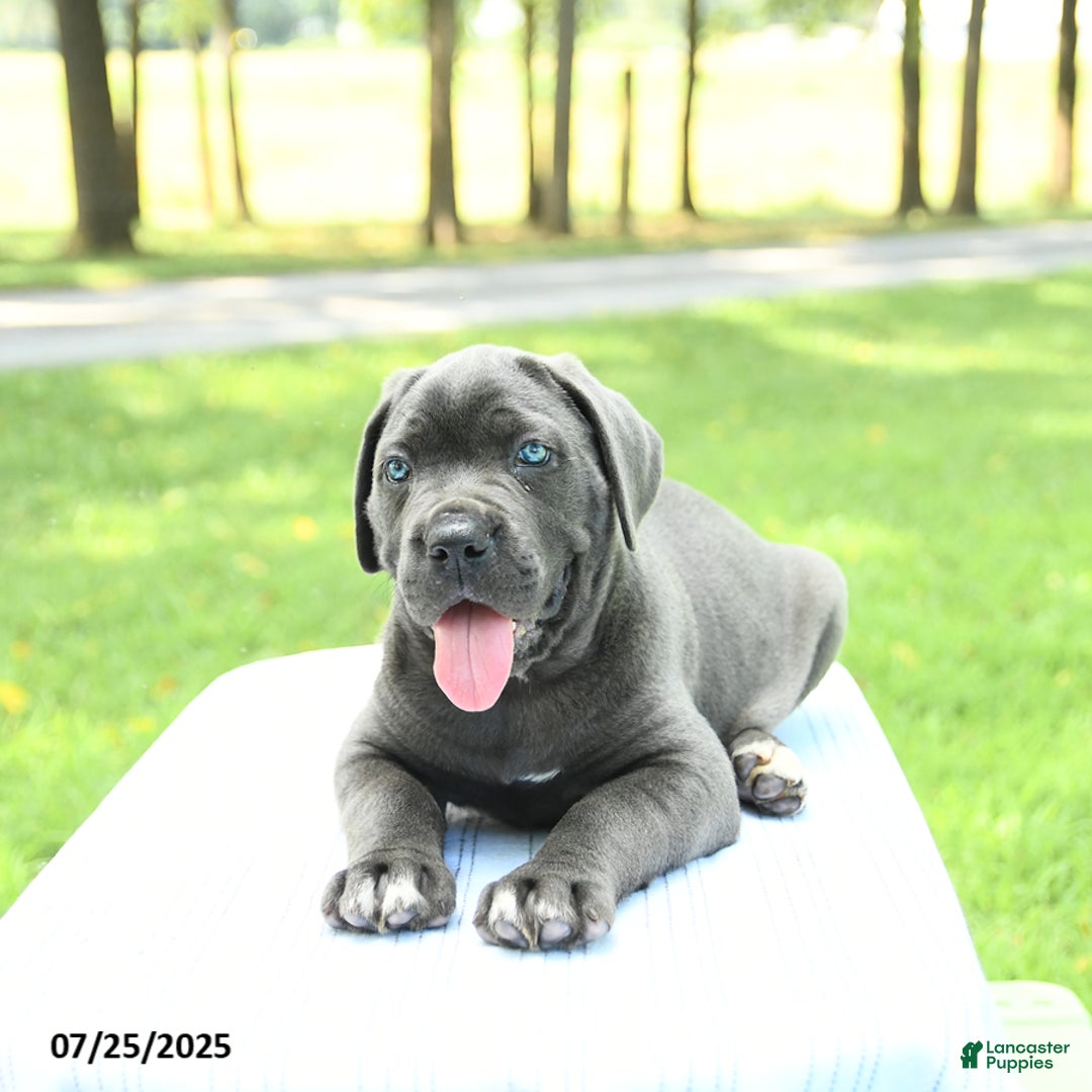 Cane Corso dogs for sale: Savannah - Image 1