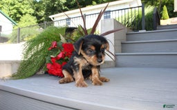 Yorkshire Terrier dogs for sale: Tucker - Image 3