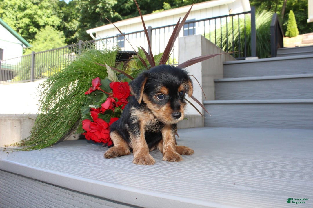 Yorkshire Terrier dogs for sale: Tucker - Image 3