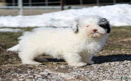 Shihpoo dogs for sale: Billy - Image 7