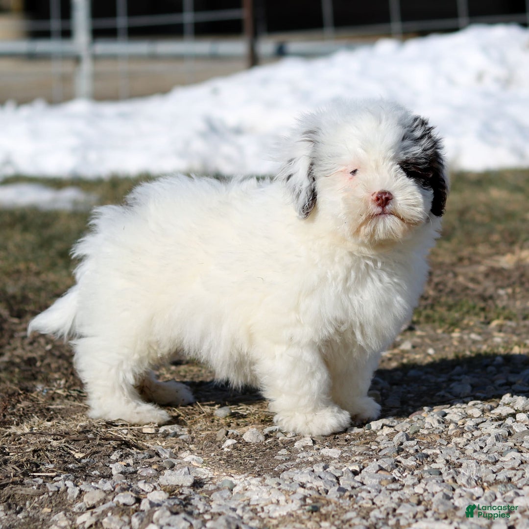 Shihpoo dogs for sale: Billy - Image 7