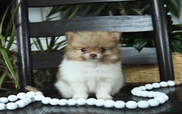 Pomeranian dogs for sale: Isabelle - Image 1