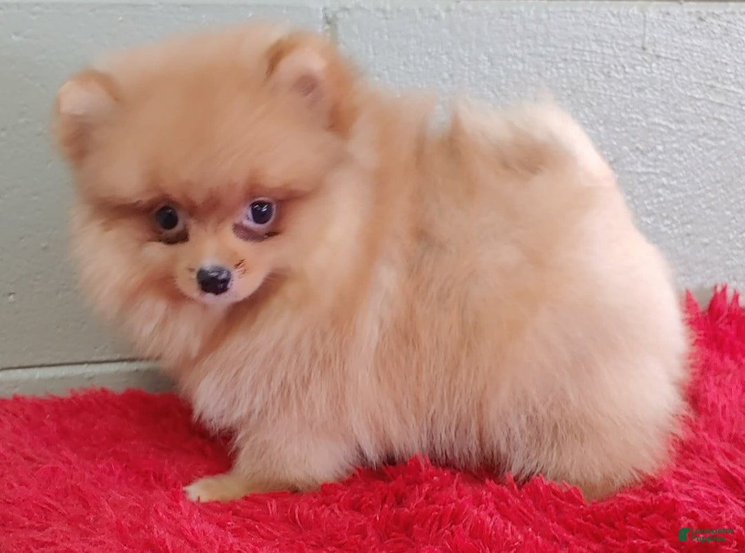 Pomeranian dogs for sale: Spanky - Image 6