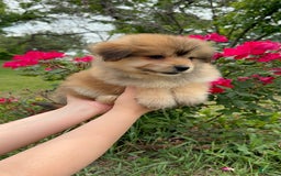 Yorkshire Terrier dogs for sale: Cooper - Image 11
