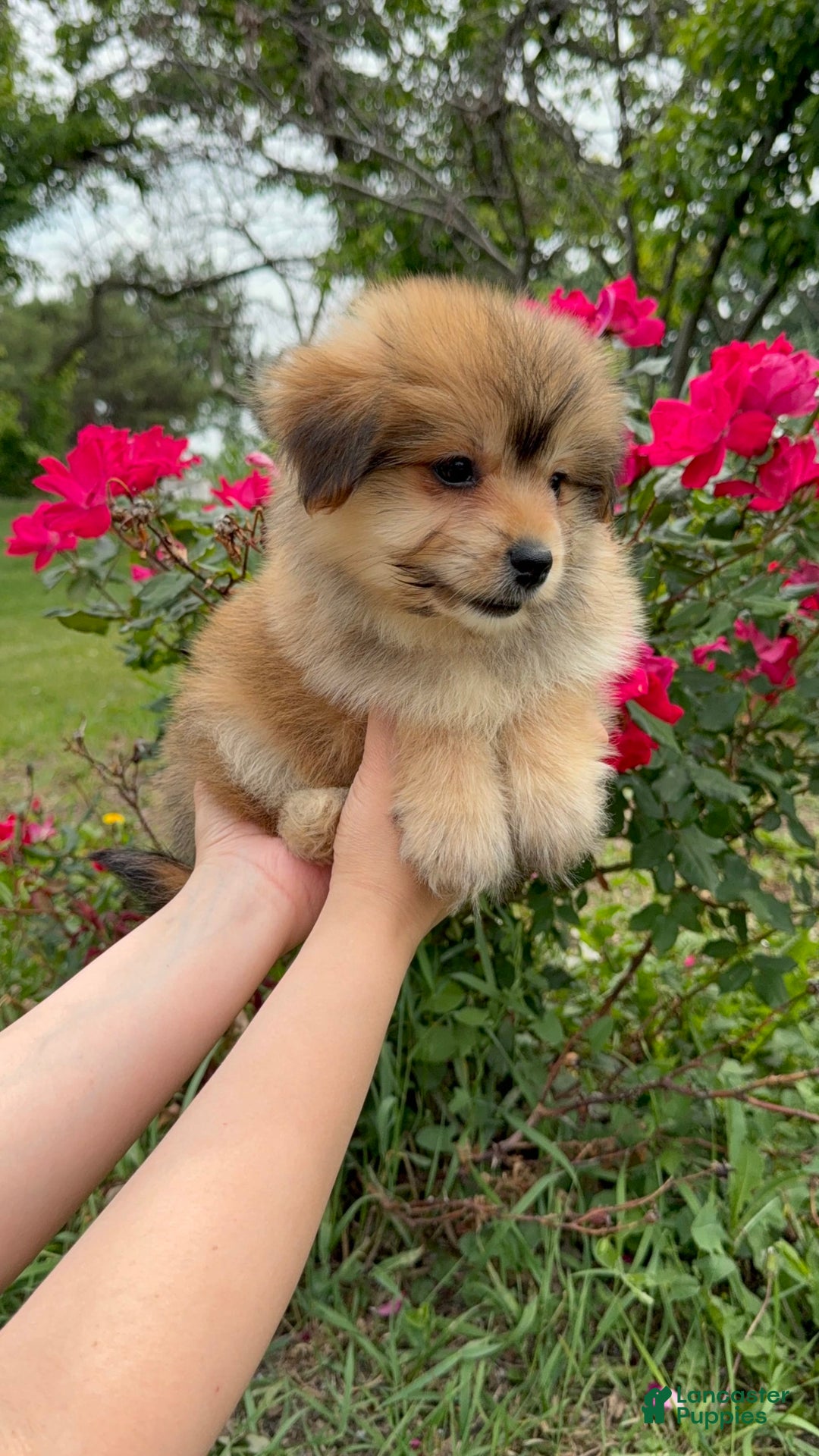 Yorkshire Terrier dogs for sale: Cooper - Image 11