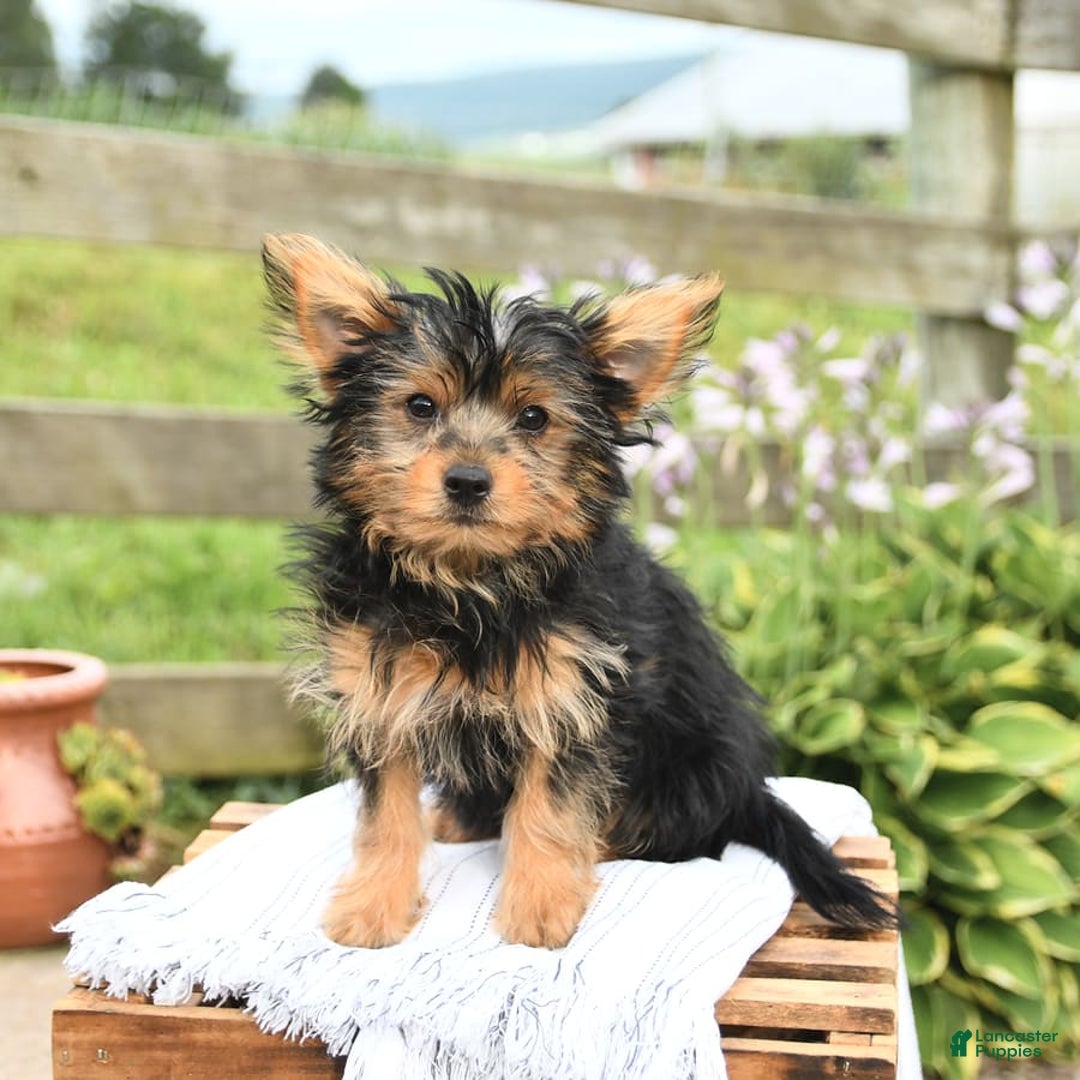 Yorkshire Terrier dogs for sale: Cash - Image 3
