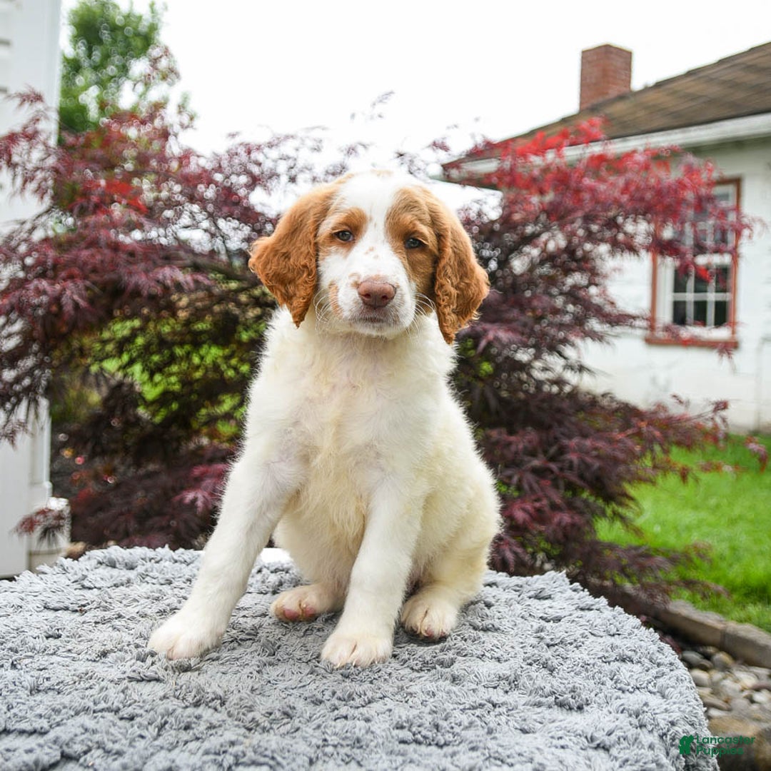 Goldendoodle dogs for sale: Cappuccino - Image 3