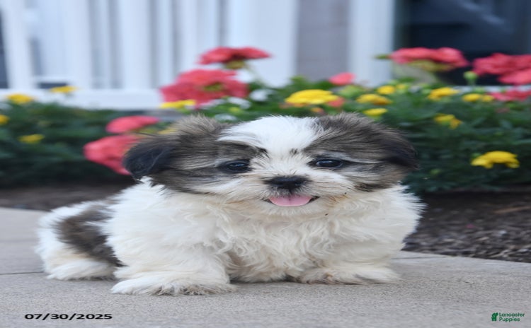 Shih Tzu dogs for sale - Ad 1