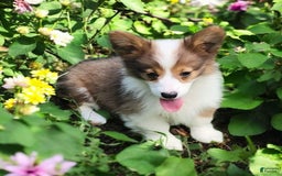 Welsh Corgi Pembroke dogs for sale: Teeka Fluffy - Image 16