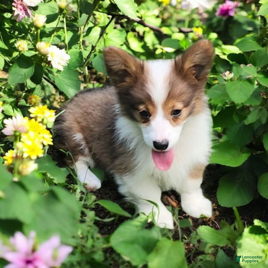 Welsh Corgi Pembroke dogs for sale: Teeka Fluffy - Image 16