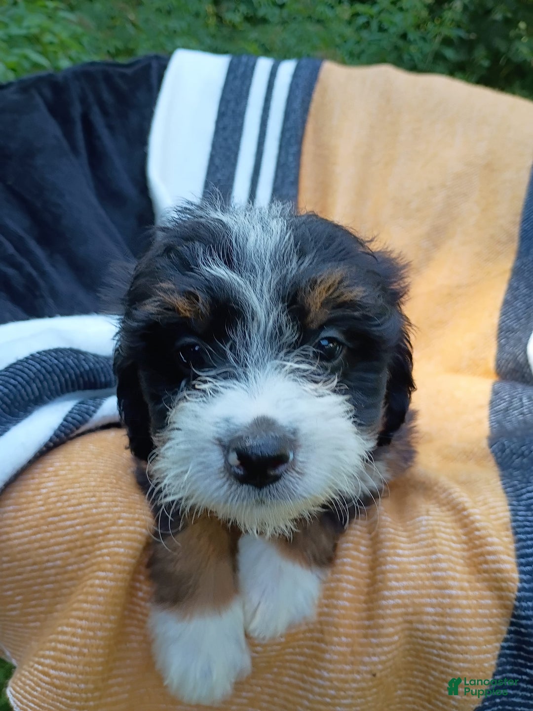 Mini Bernedoodle dogs for sale: Donut - Image 6