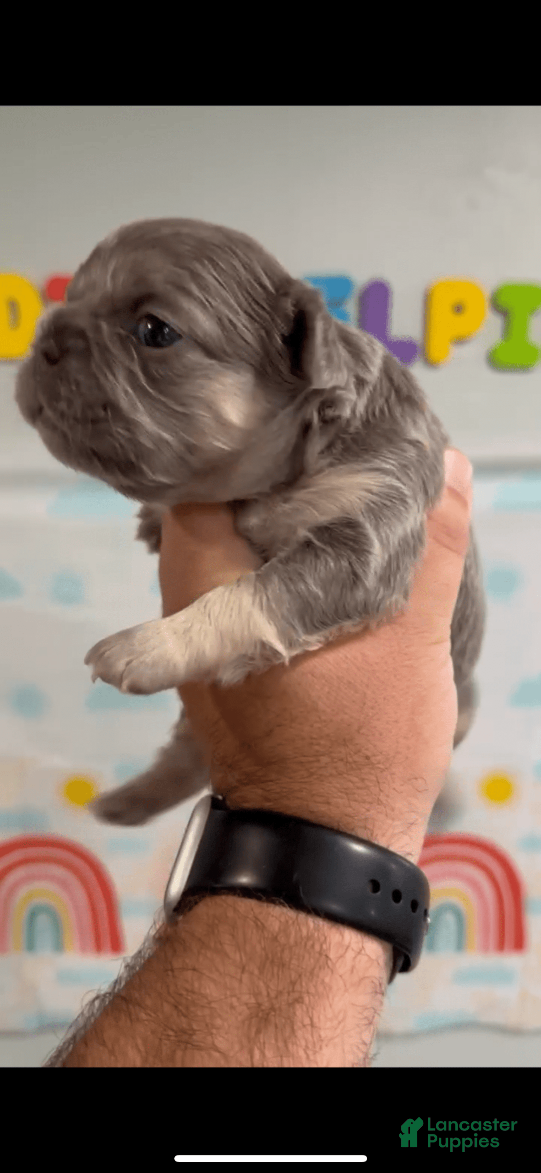 French Bulldog dogs for sale: Lilac and Tan Fluffy Big Rope - Image 6