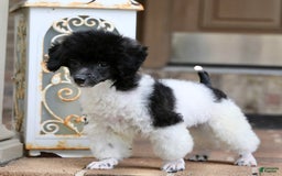 Miniature Poodle dogs for sale: Nugget - Image 26