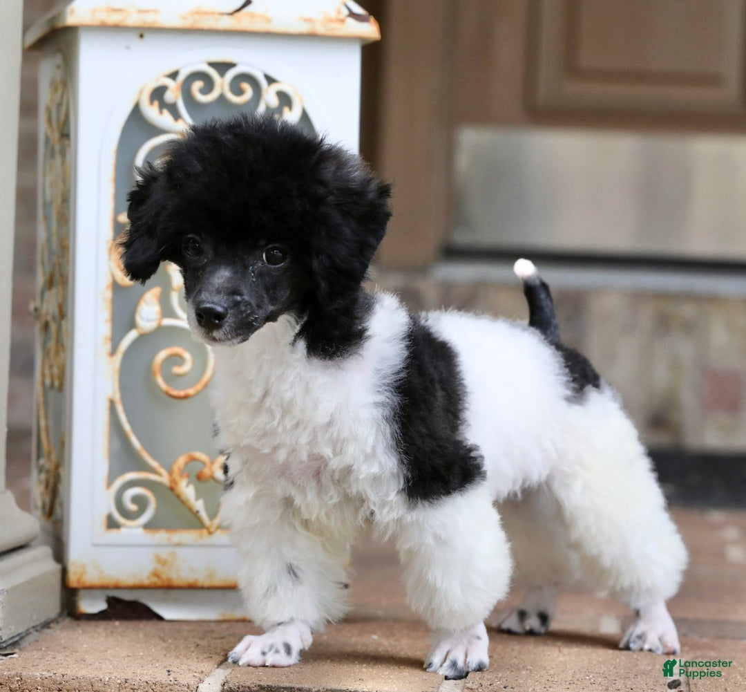 Miniature Poodle dogs for sale: Nugget - Image 26