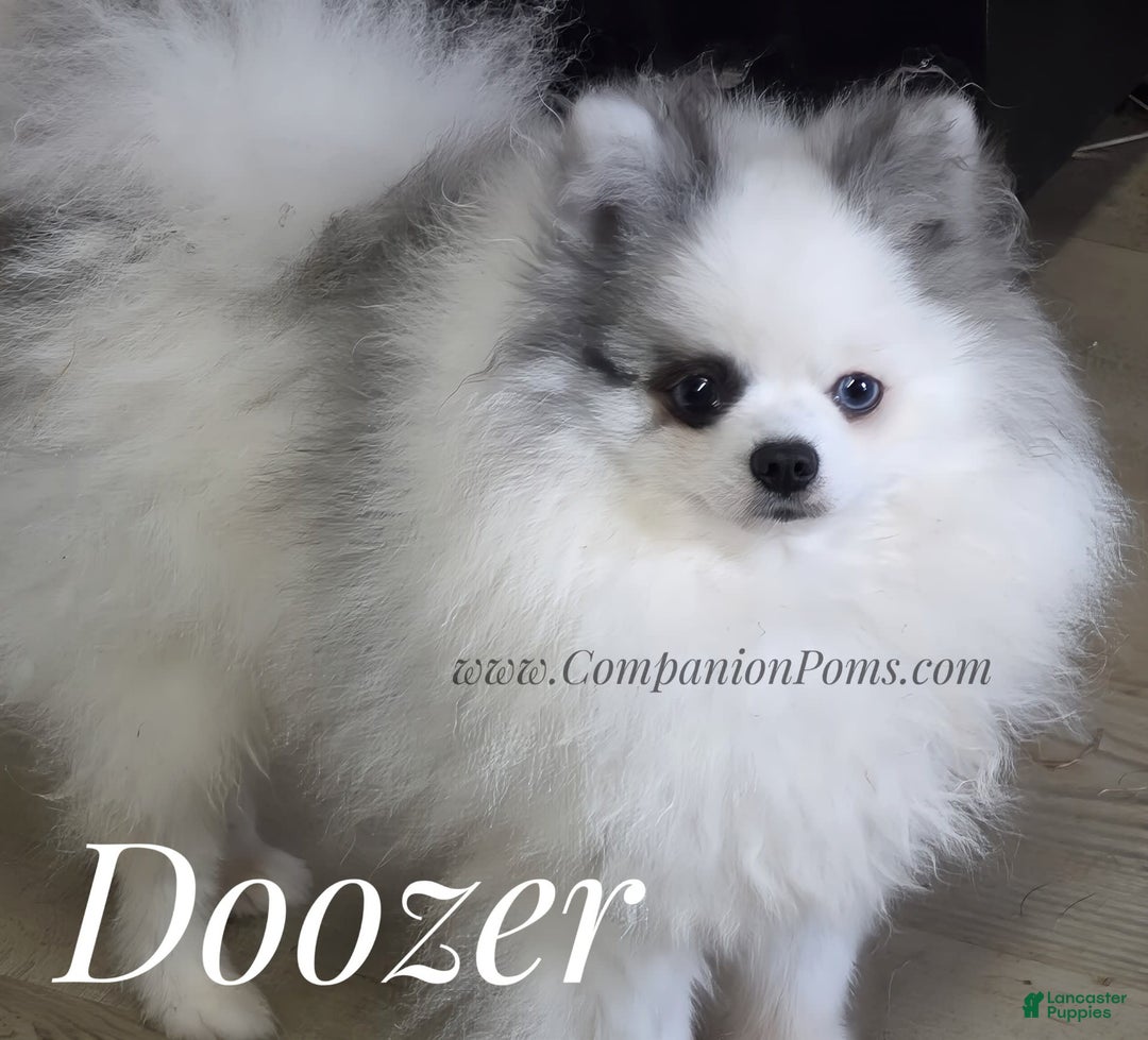 Pomeranian dogs for sale: Teddy Bear Champion Lines - Image 7