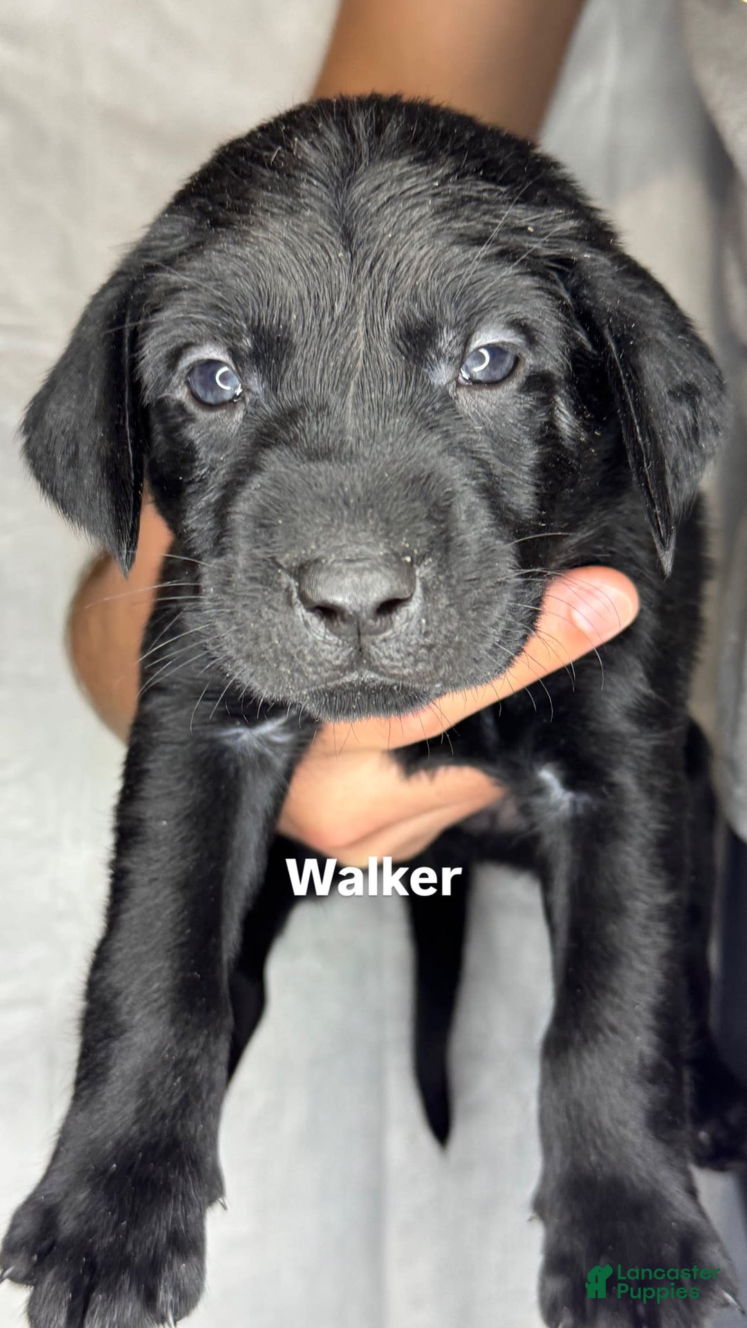 Labrador Retriever dogs for sale: Walker - Image 1