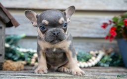 French Bulldog dogs for sale: Shadow - Image 5