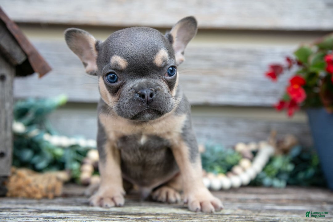 French Bulldog dogs for sale: Shadow - Image 5