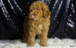 Mini Goldendoodle dogs for sale: Chappy - Image 6