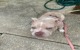 American Bully dogs for sale: Cleo - Image 5